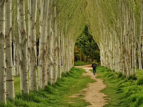 a person walking on a path between rows of trees