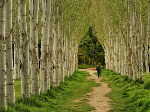 a person walking on a path between rows of trees