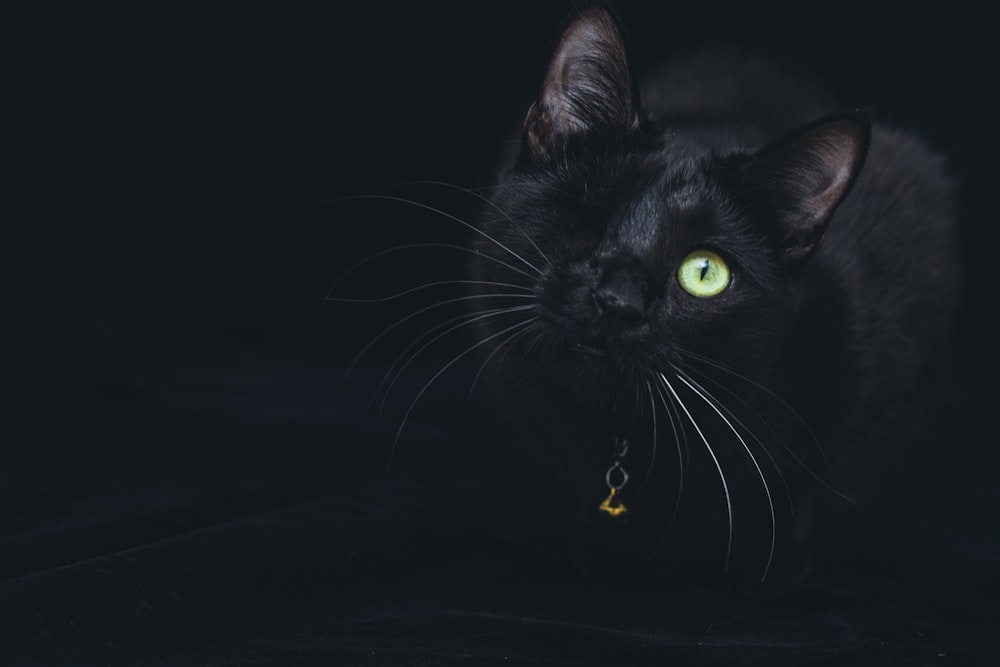 a black cat with green eyes