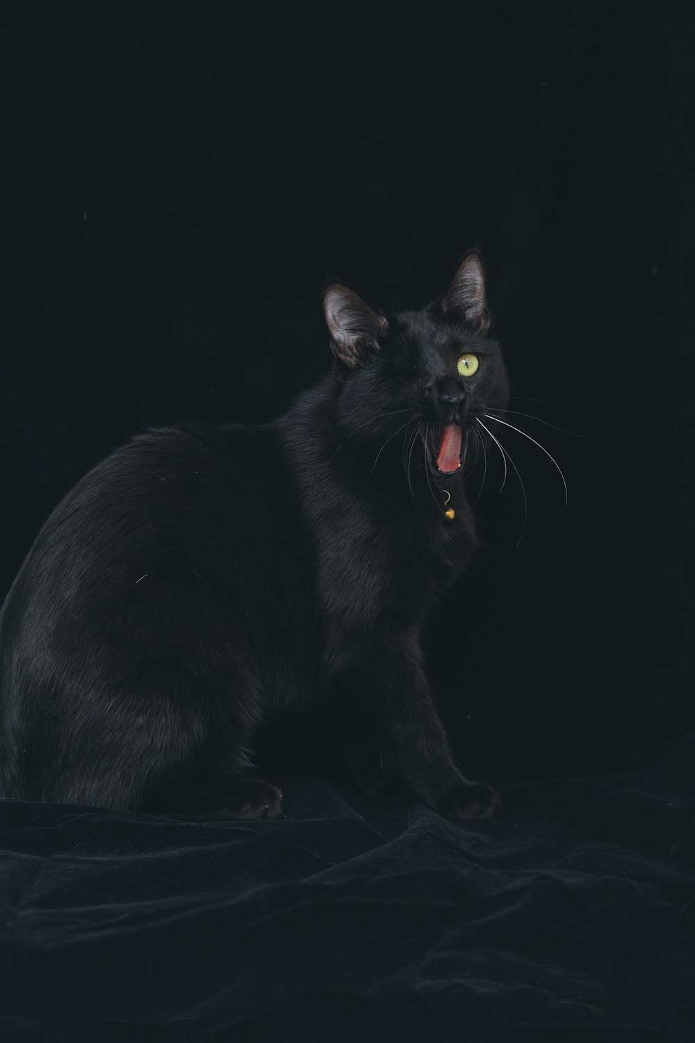 un gatto con la lingua fuori