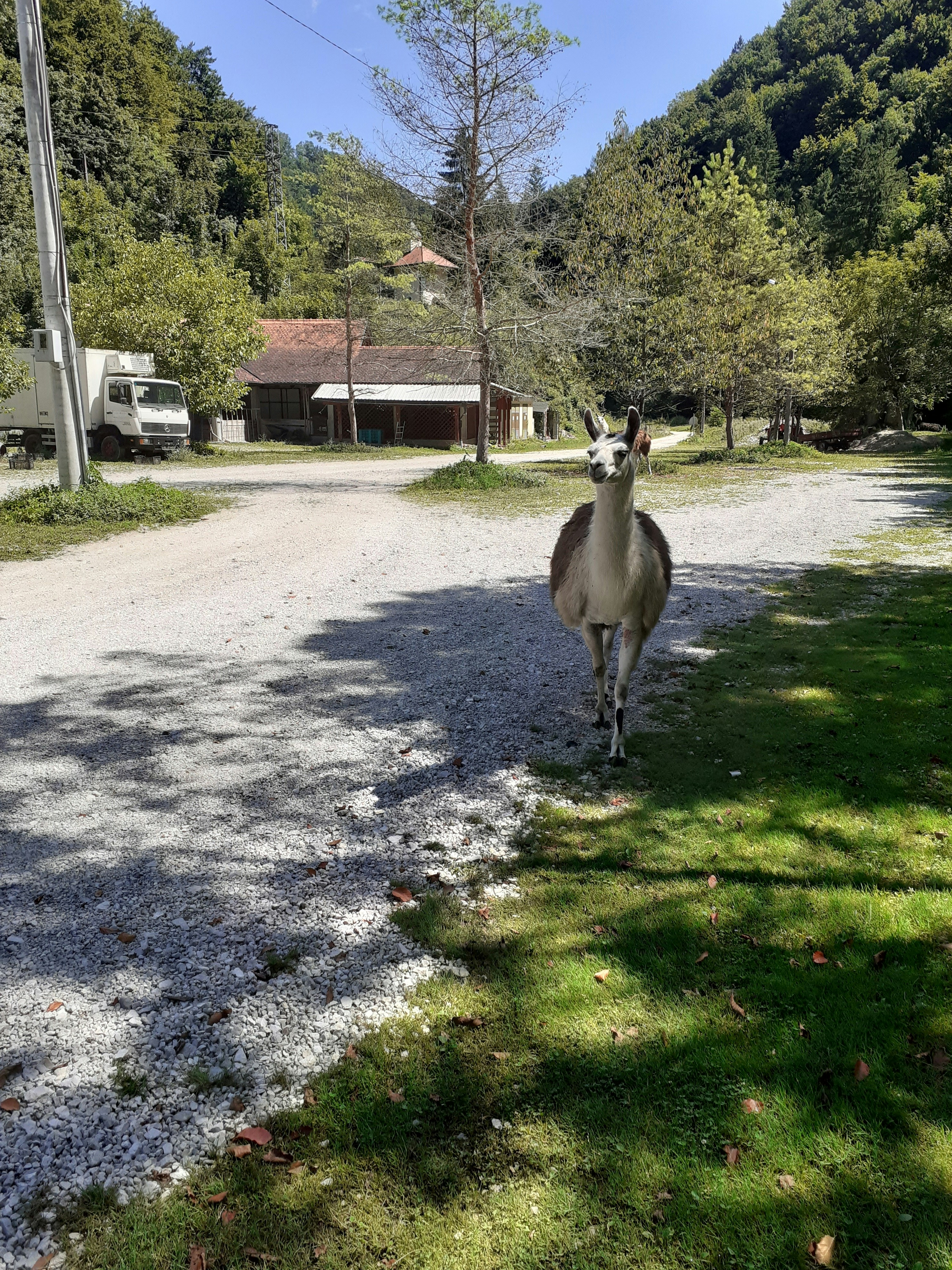 Un cervo in piedi su una strada