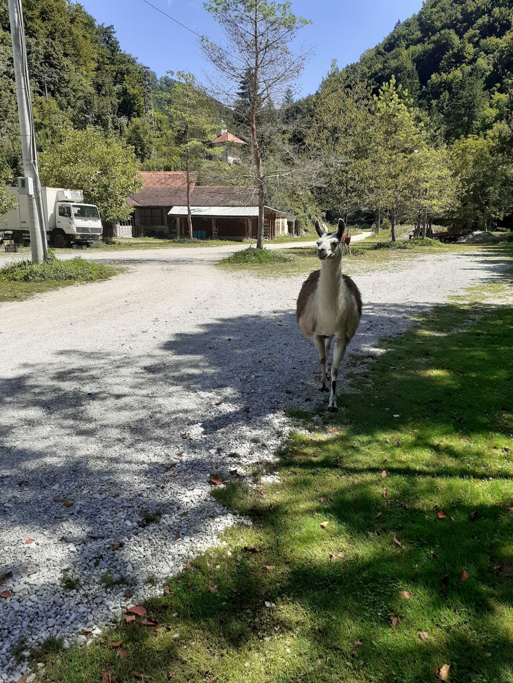a deer standing on a road
