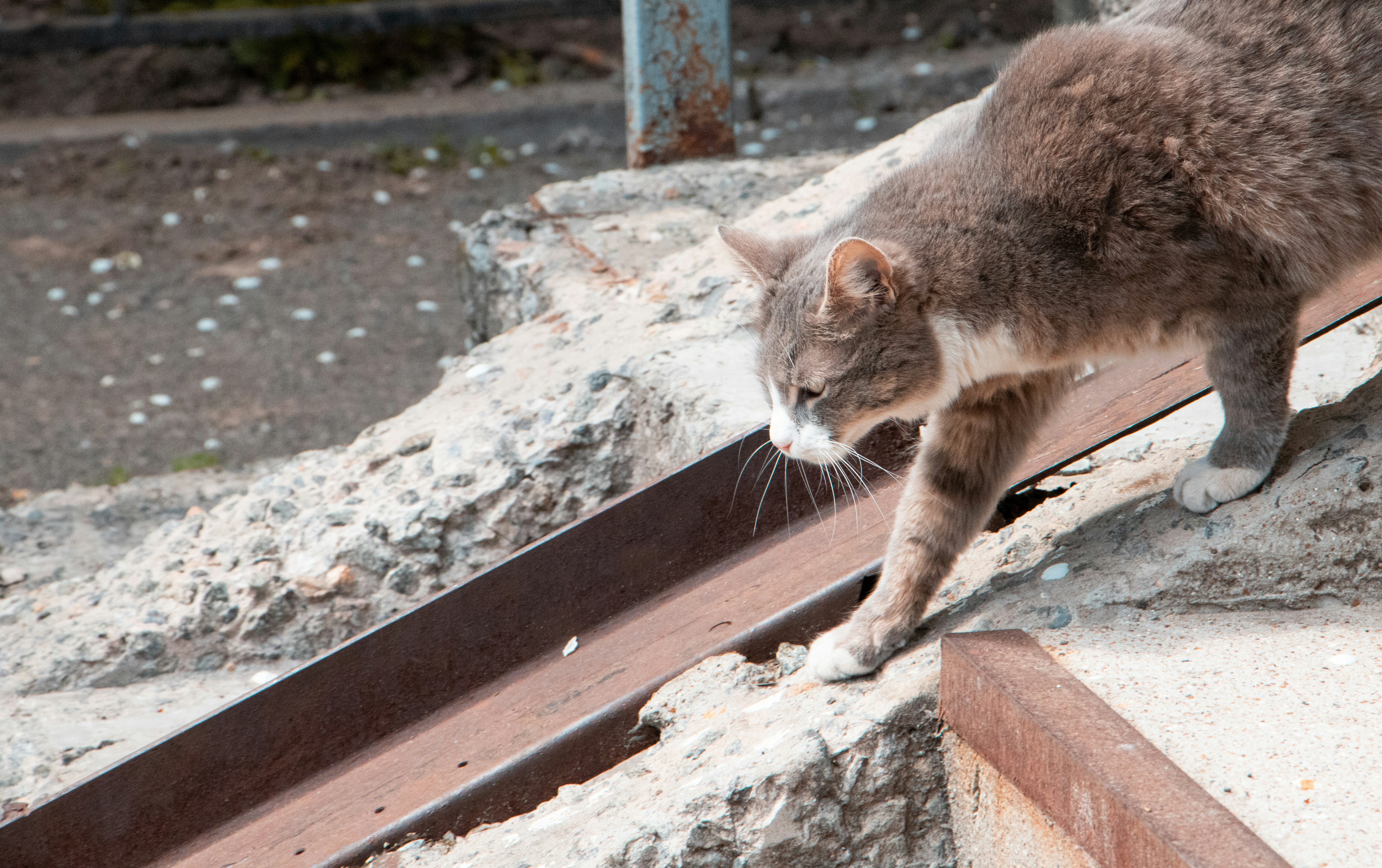 11 Cat Wall Bridges That Improve Balance and Coordination