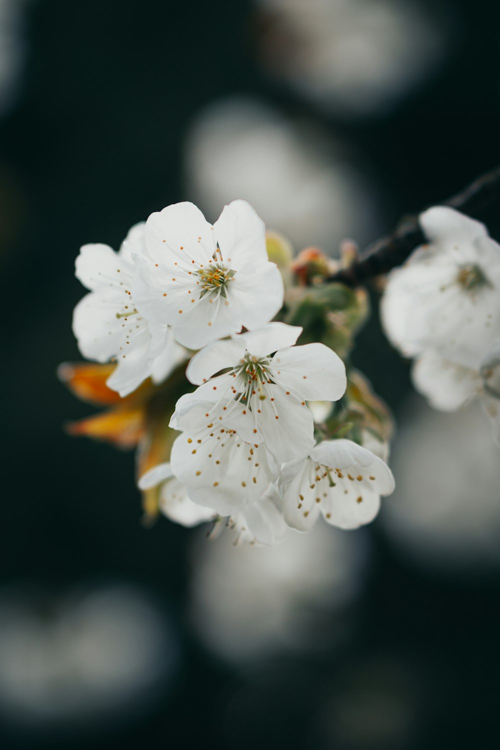 a close up of white flowers