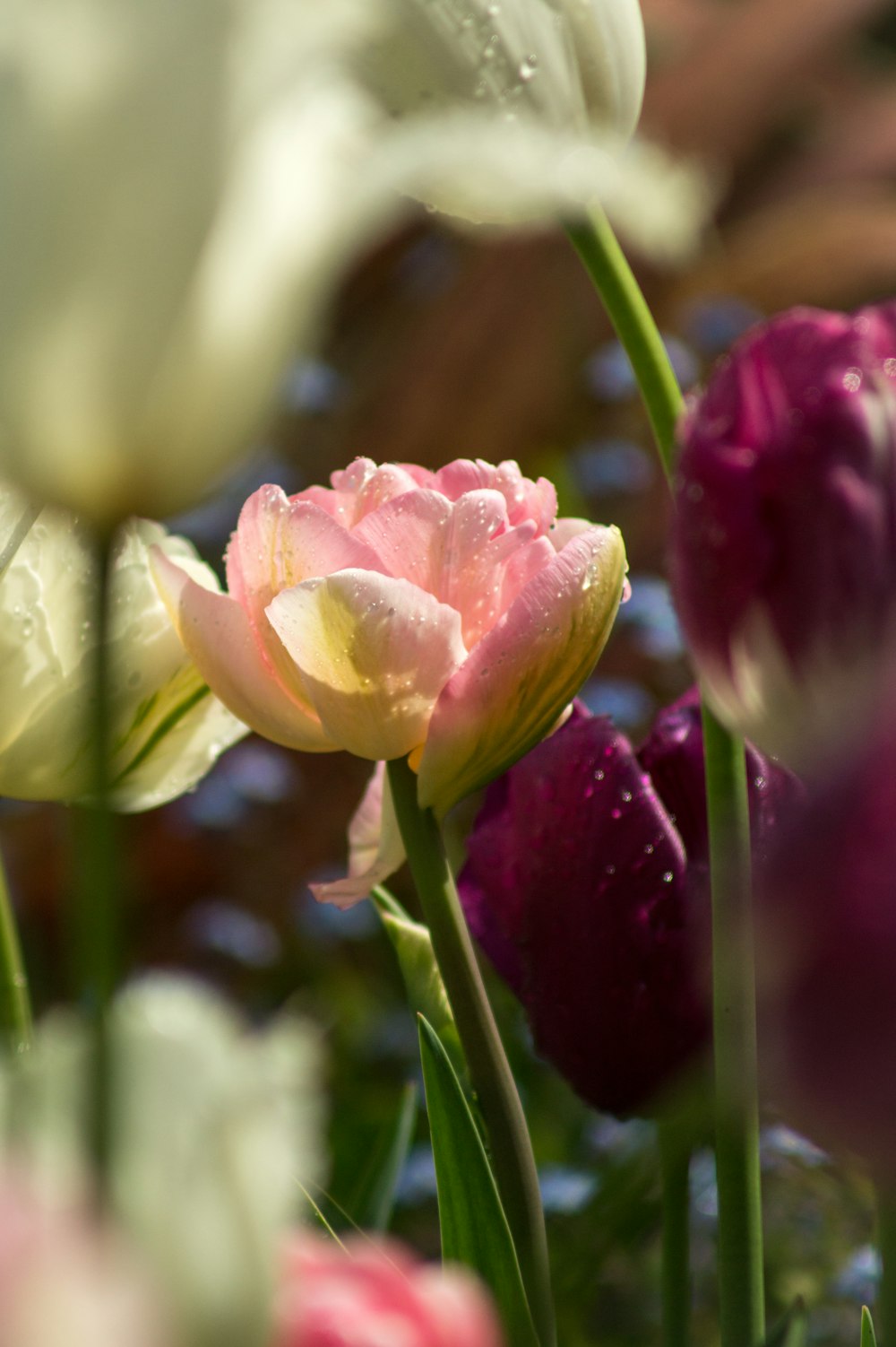 a close up of a flower