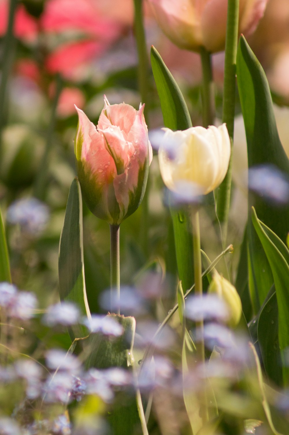 a close up of some flowers