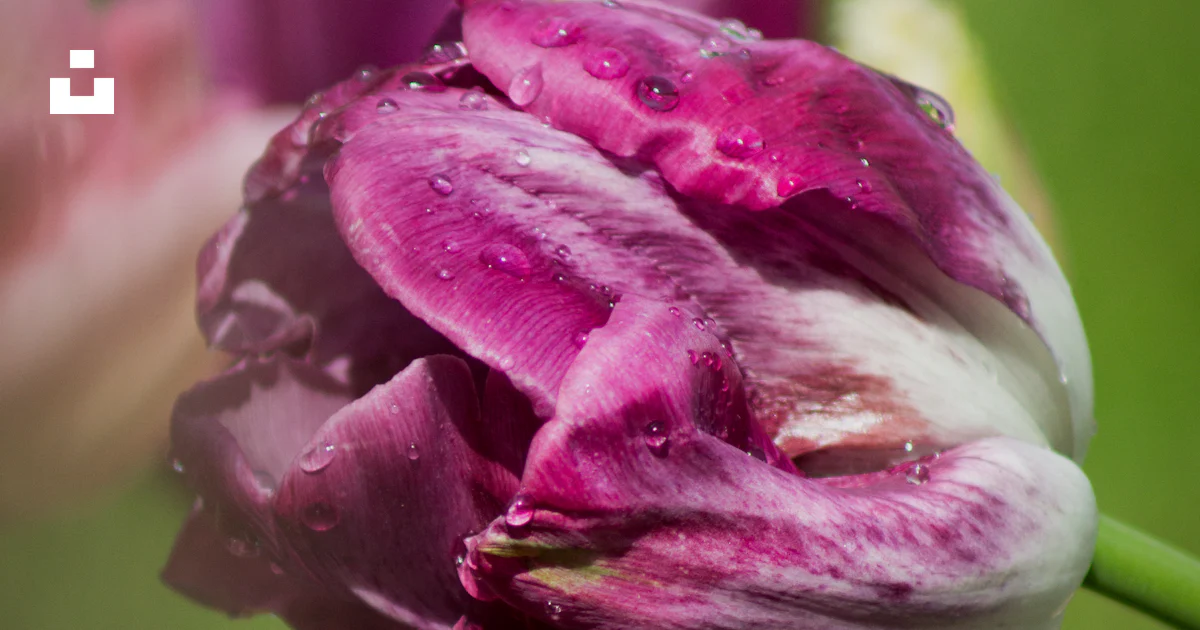A close up of a flower photo – Free Flower Image on Unsplash