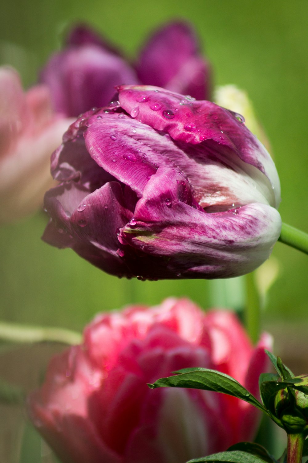 a close up of a flower