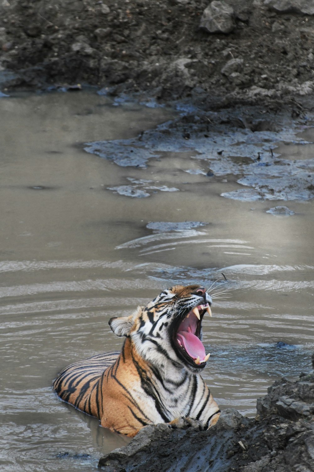 um tigre com a boca aberta