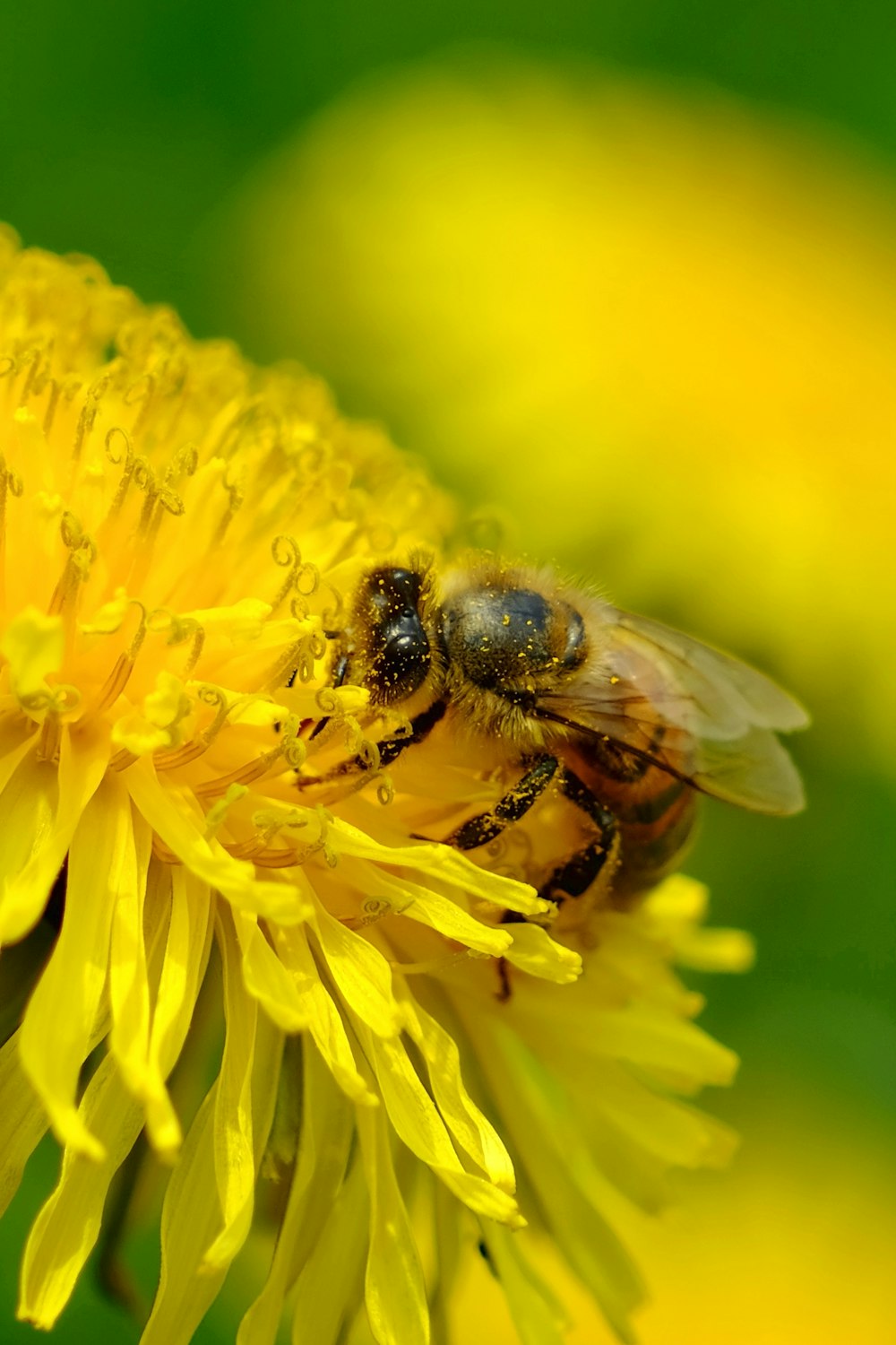 a bee on a flower