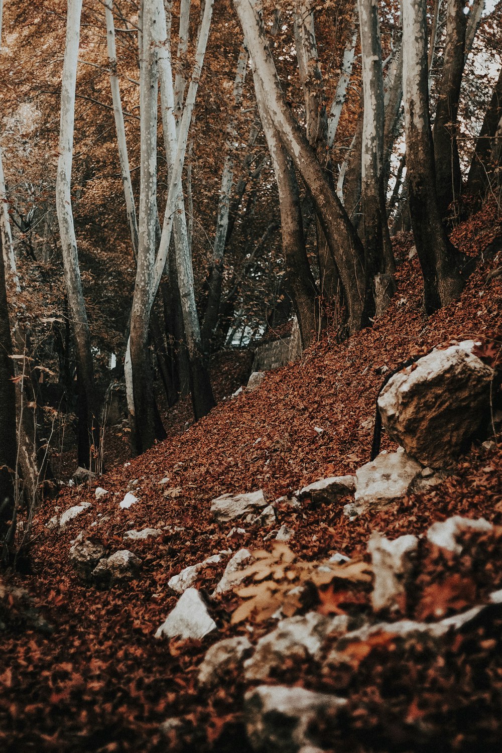 a path in the woods