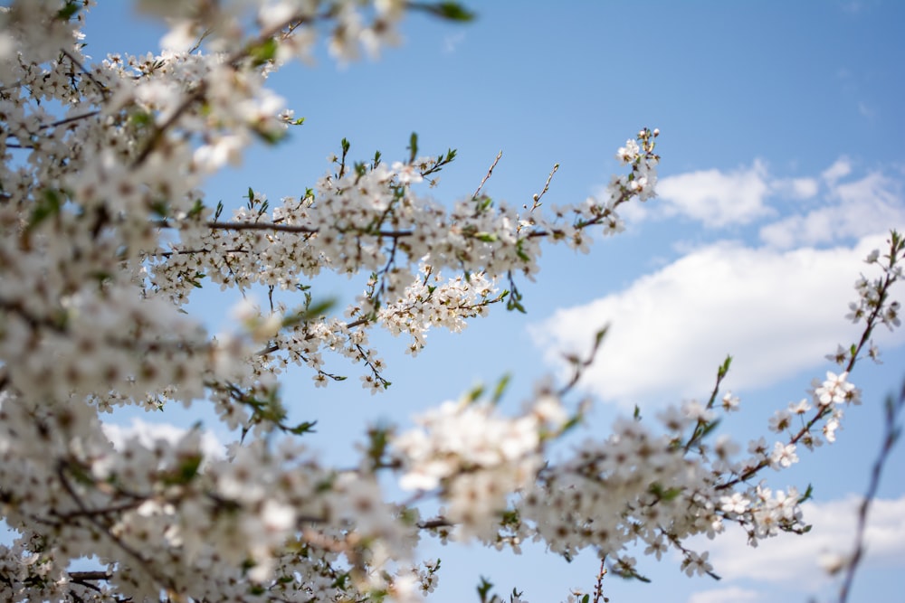 a tree with white flowers