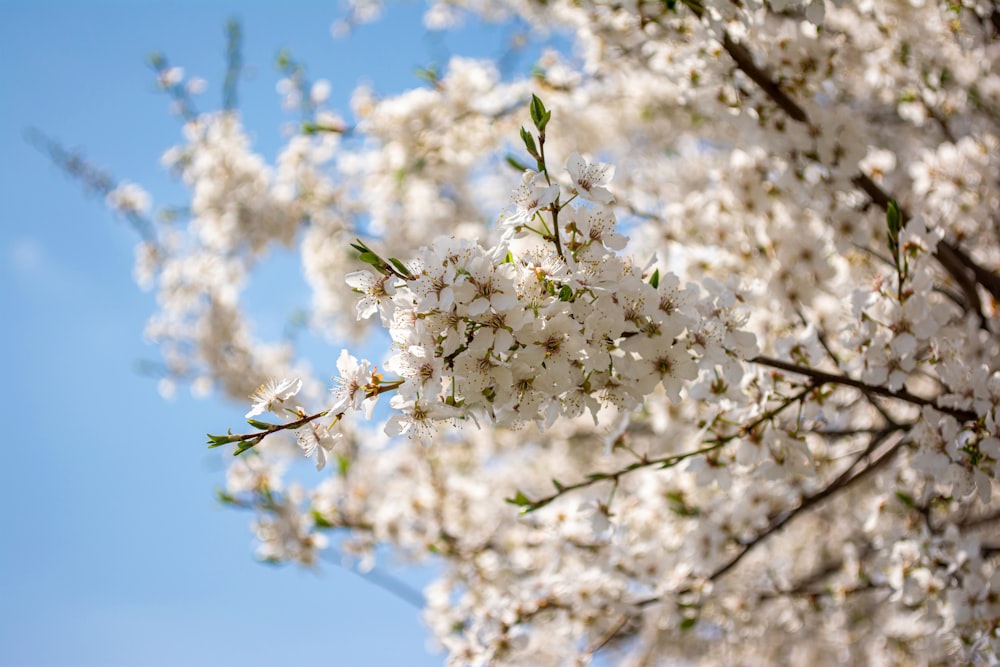 a tree with white flowers