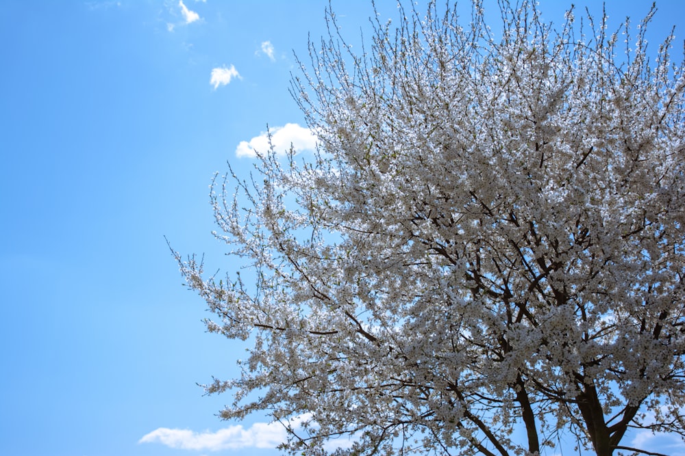 a tree with white flowers