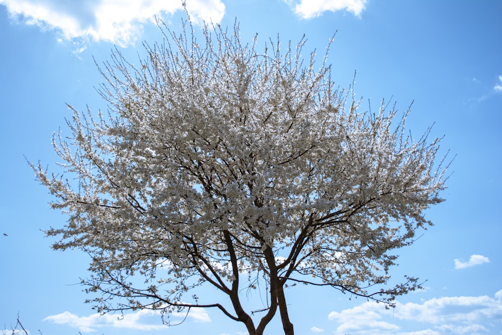 a tree with a blue sky