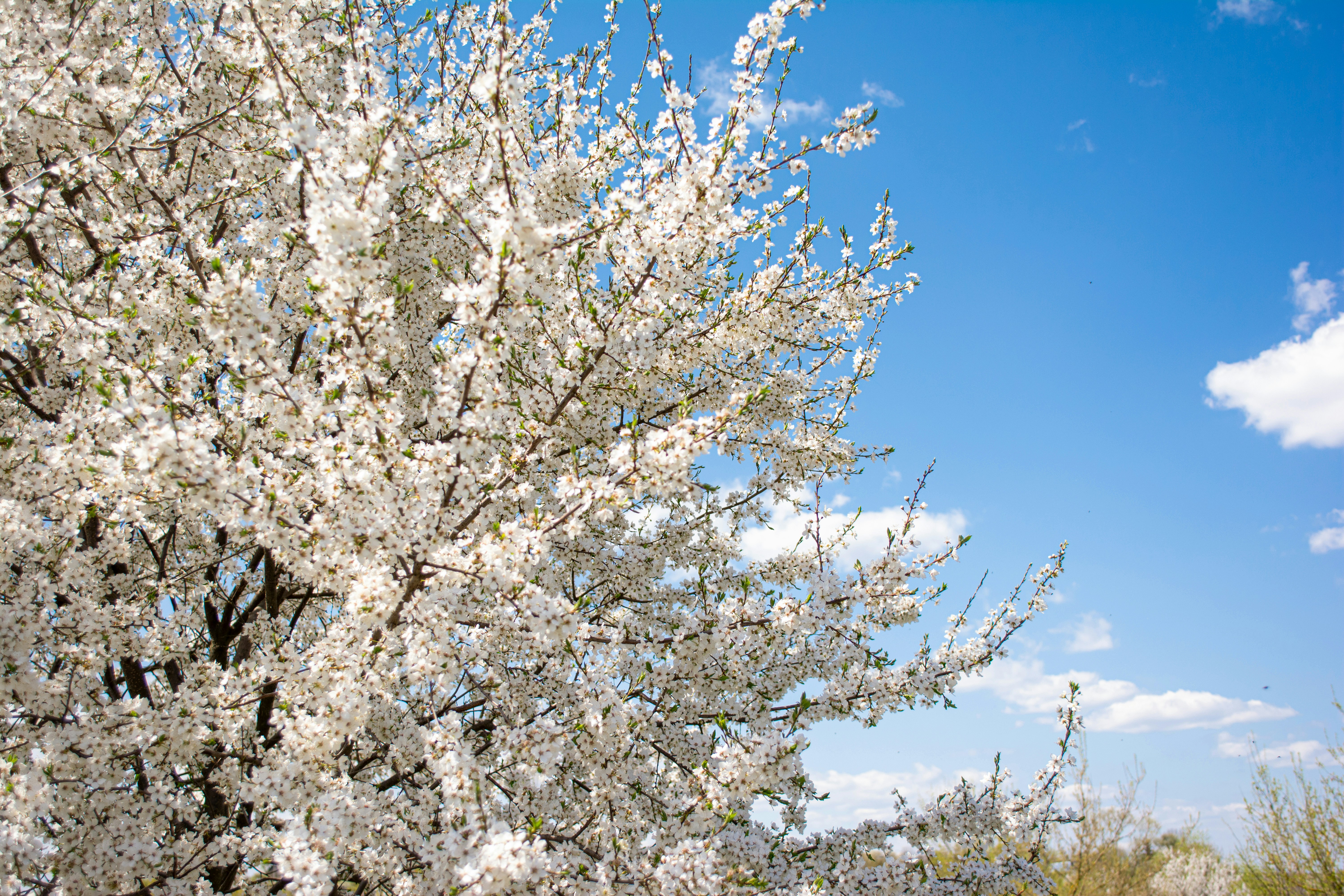 White Blossome Turning 157 スノーボード White Blossome Turning 157