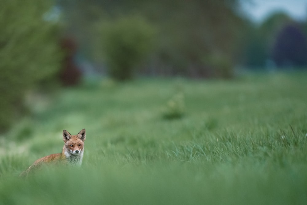 a small animal in a grassy area