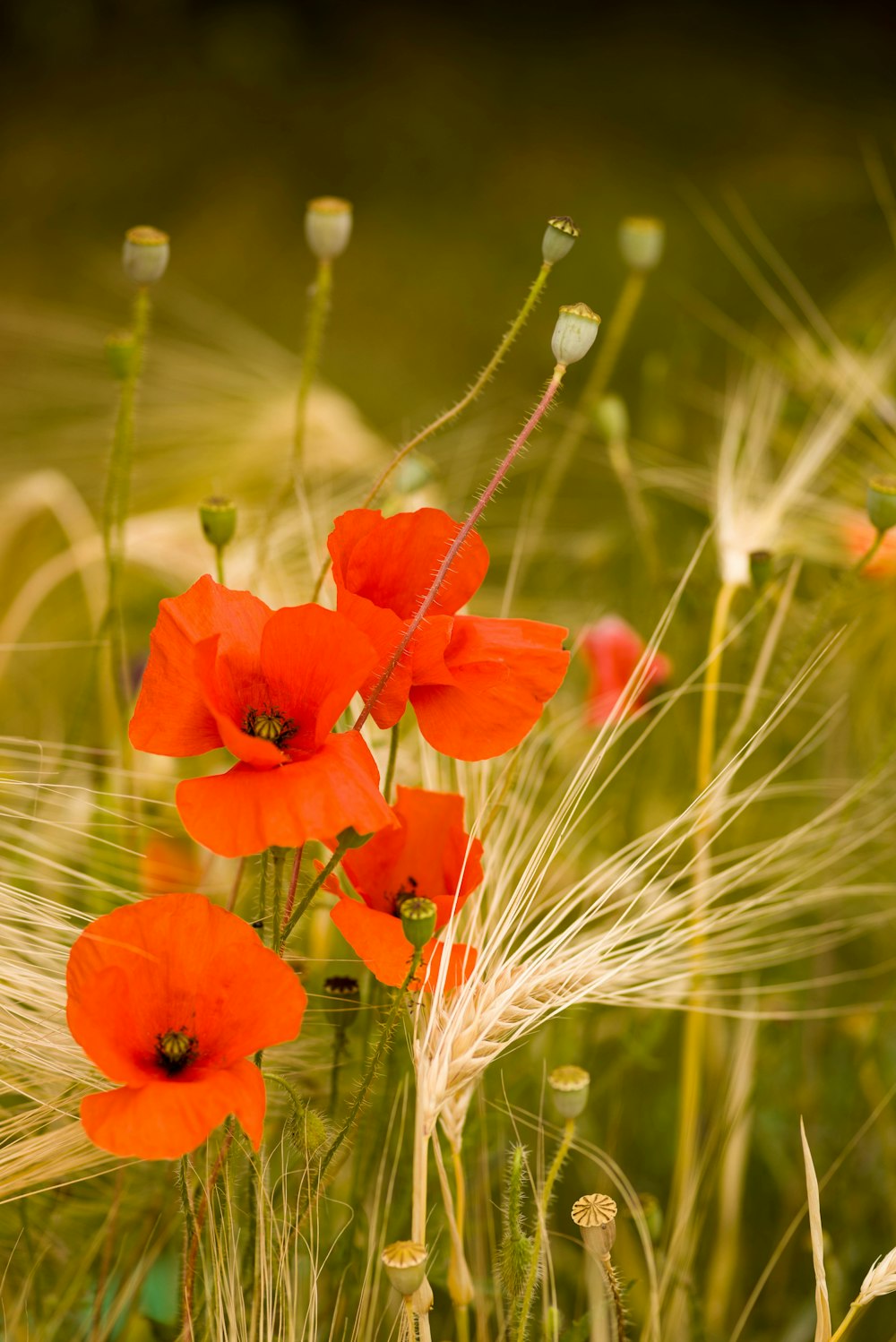 a close-up of some flowers