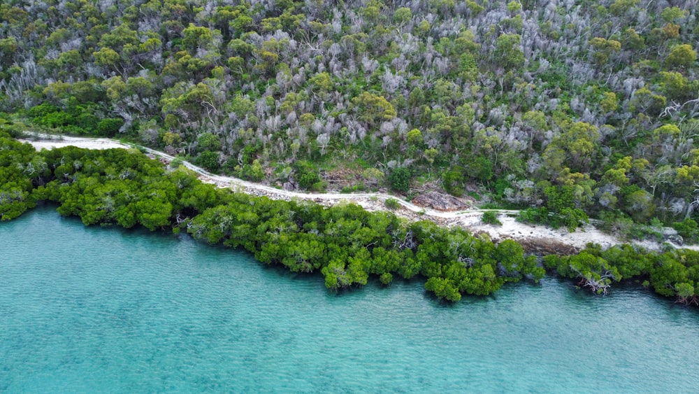 un cuerpo de agua con árboles y una playa