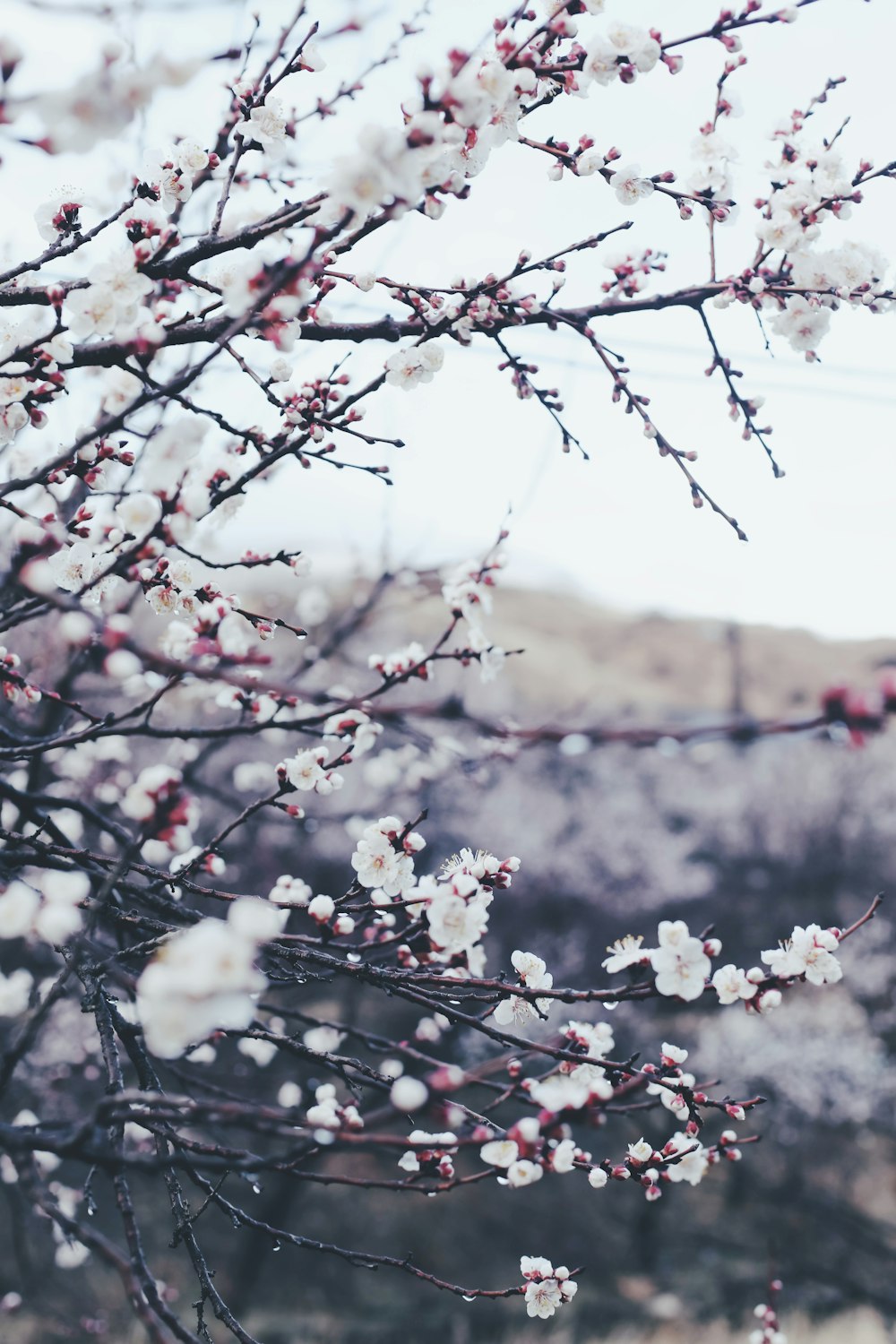 a tree with white flowers