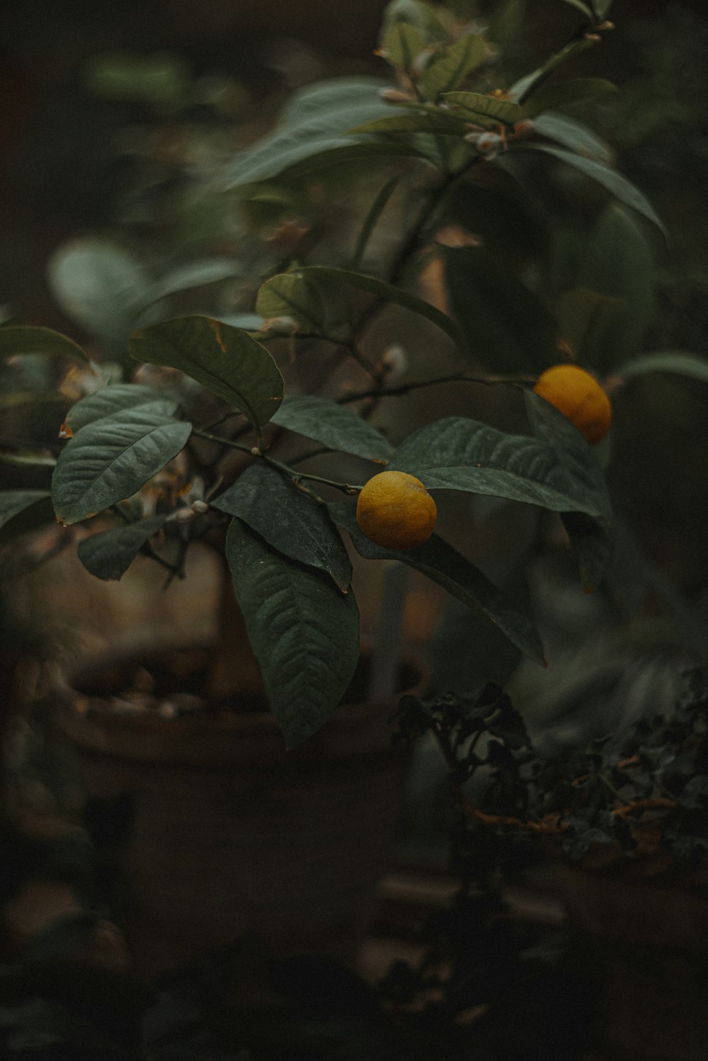 um grupo de frutos de laranja em uma árvore