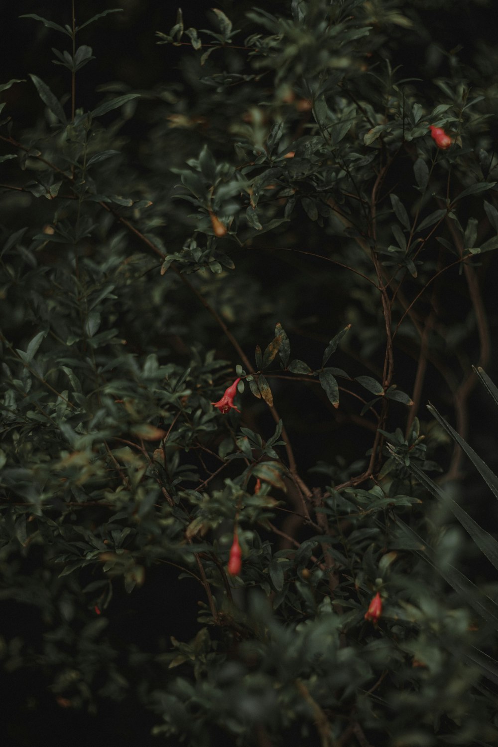 a close up of some plants