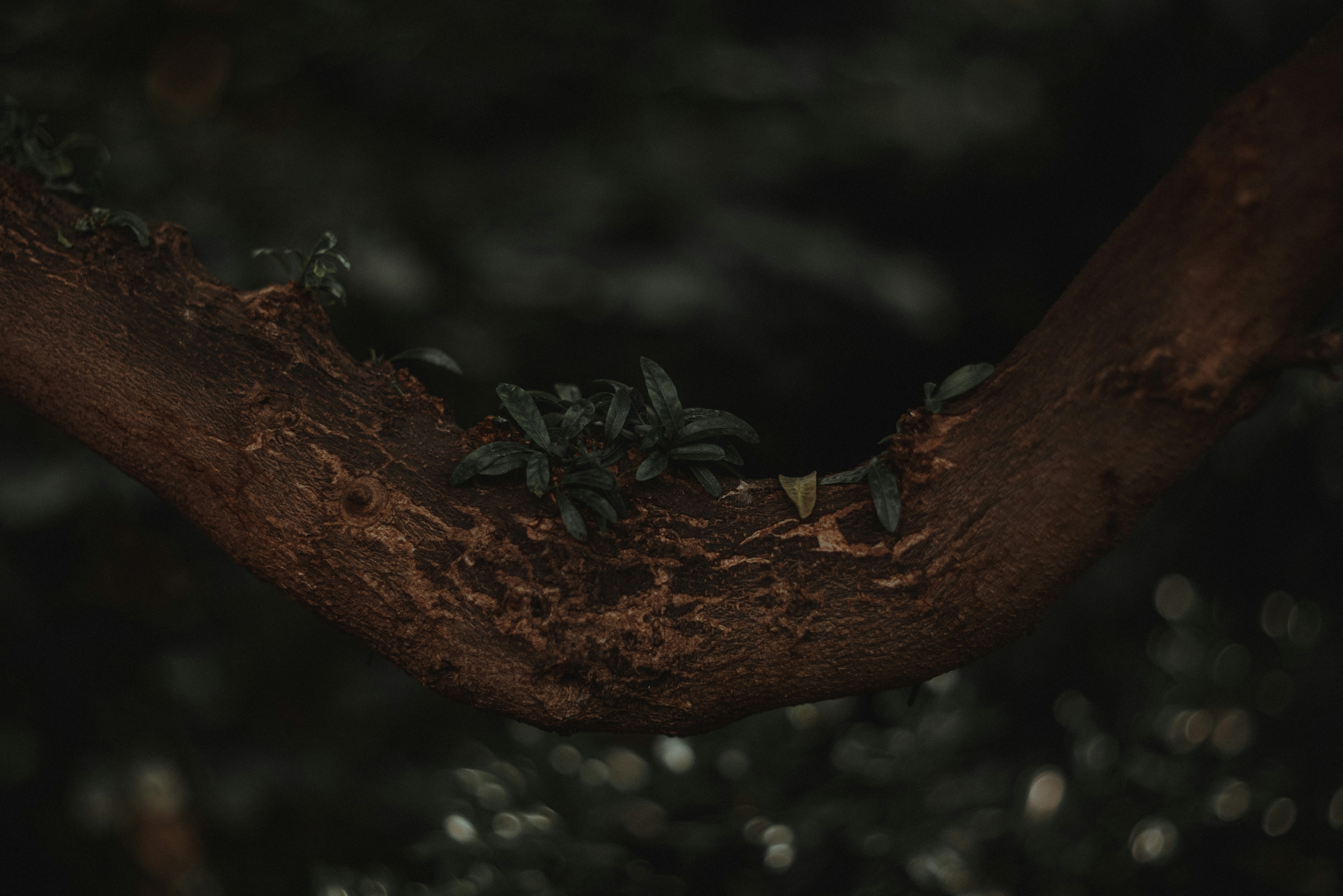 Photo by luniavis