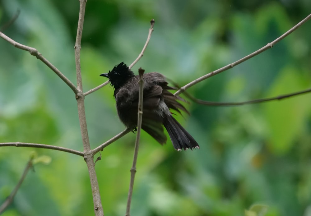 a bird on a branch