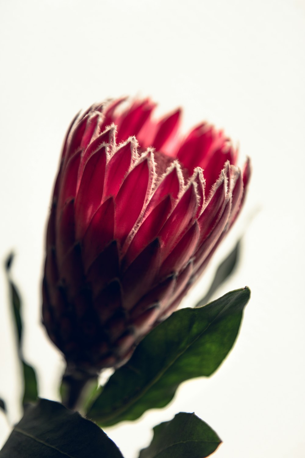 a close up of a flower