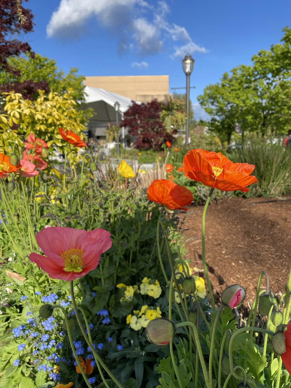 a garden with flowers