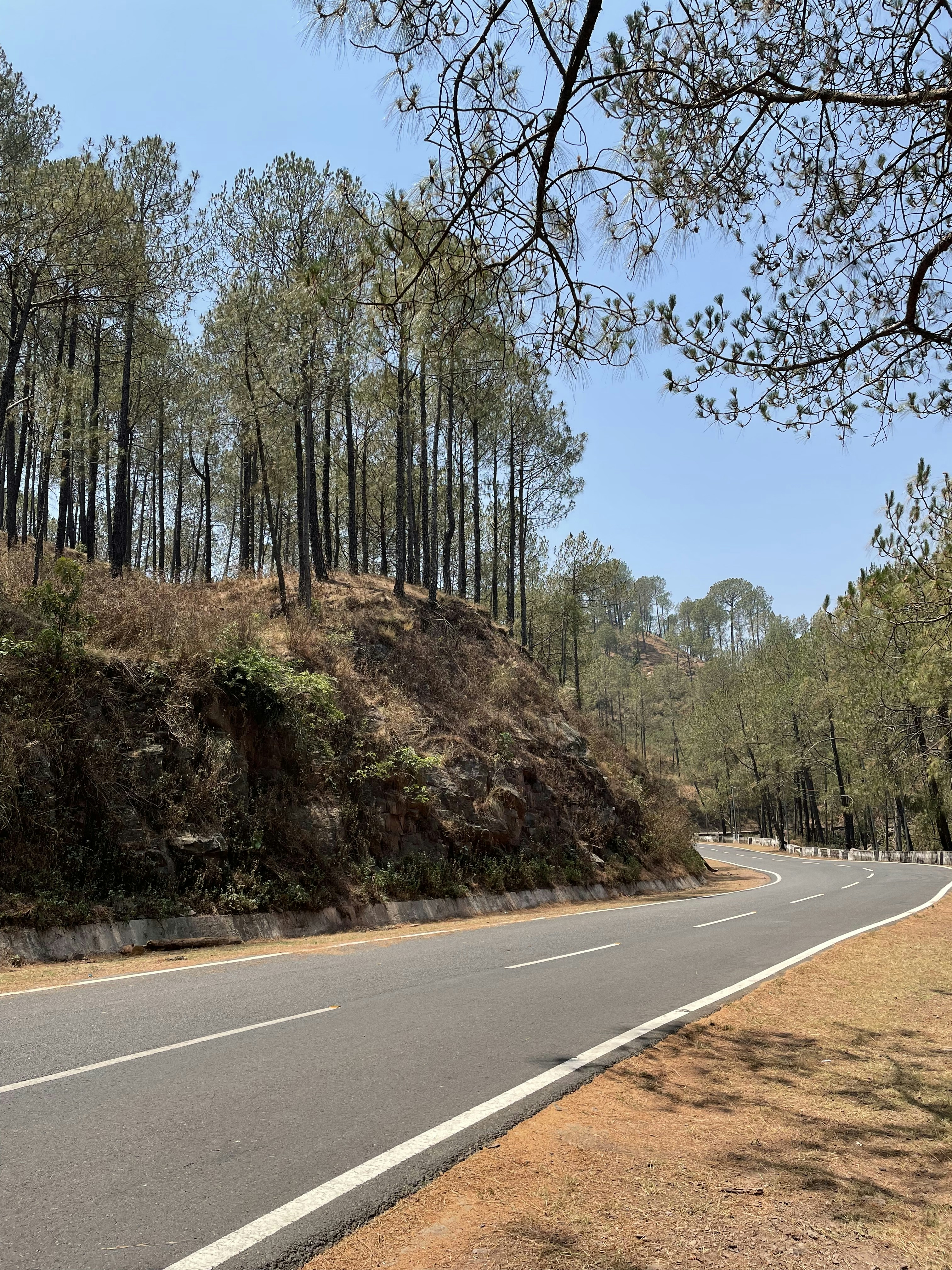 a road with trees on the side