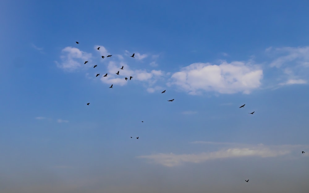 a flock of birds flying in the sky