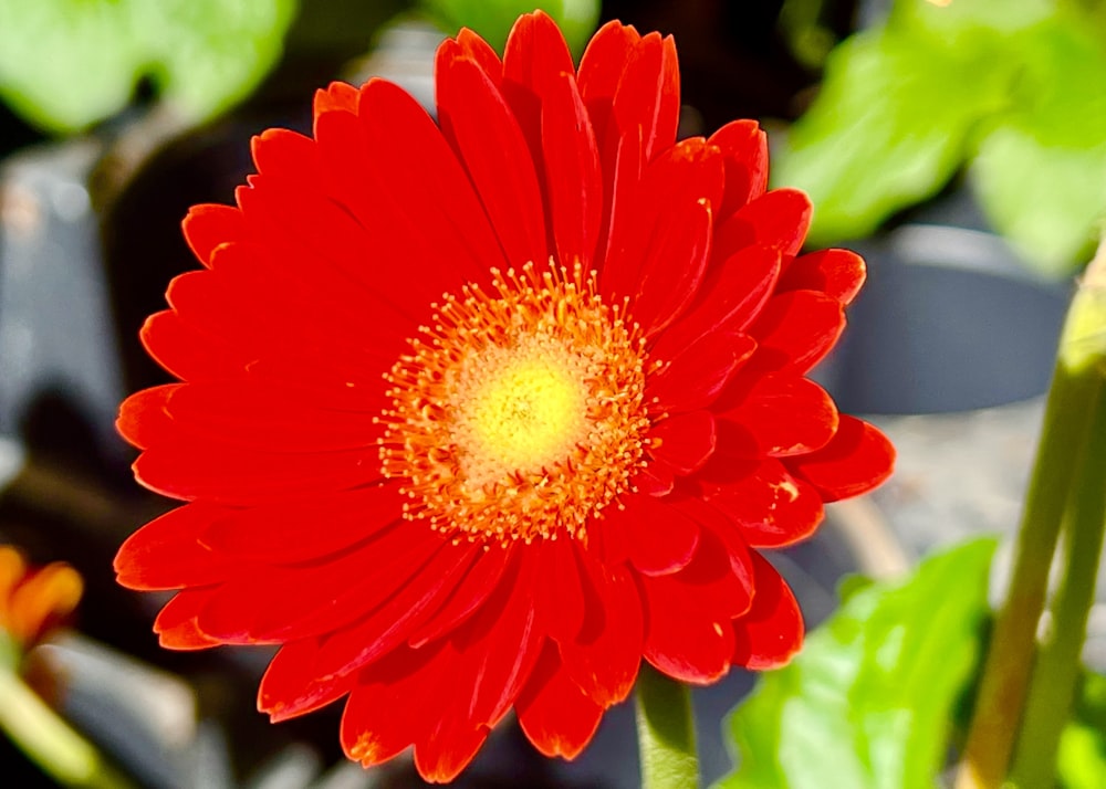 a red flower with yellow center