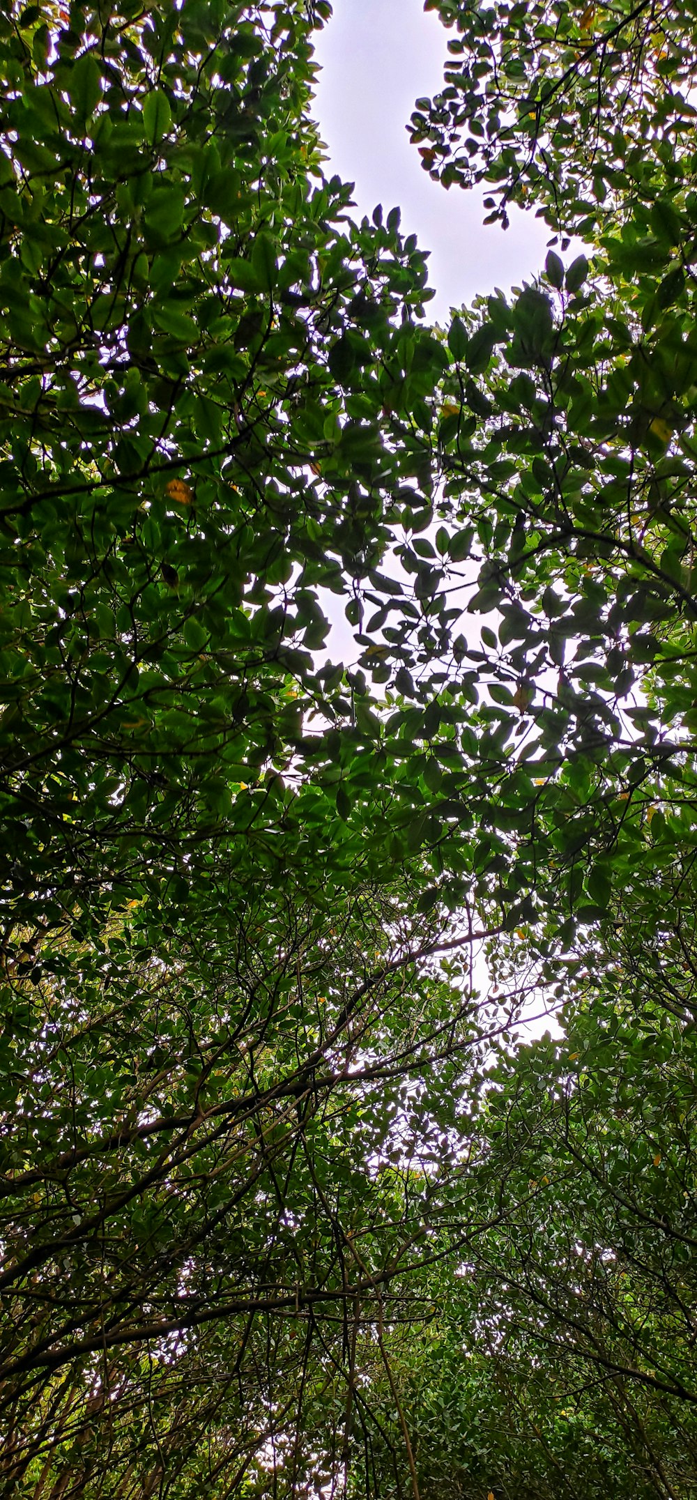 a tree with flowers