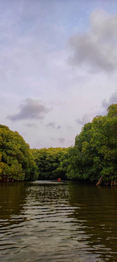 a body of water with trees around it