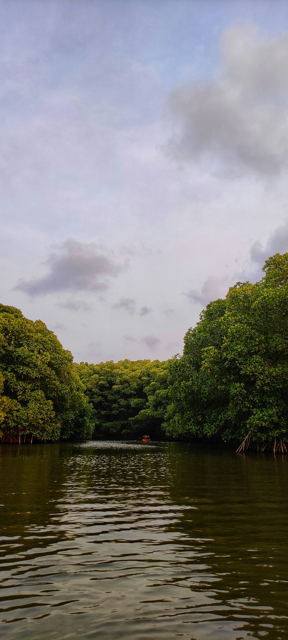 a body of water with trees around it