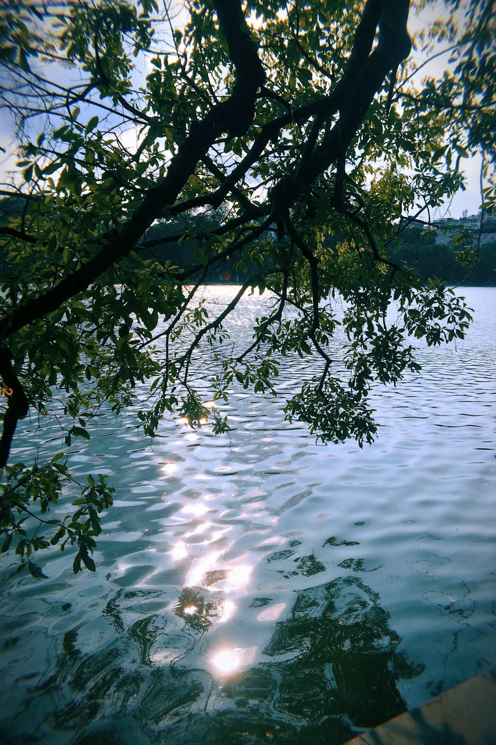 a tree over a body of water