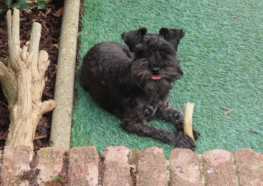 a dog lying on the ground