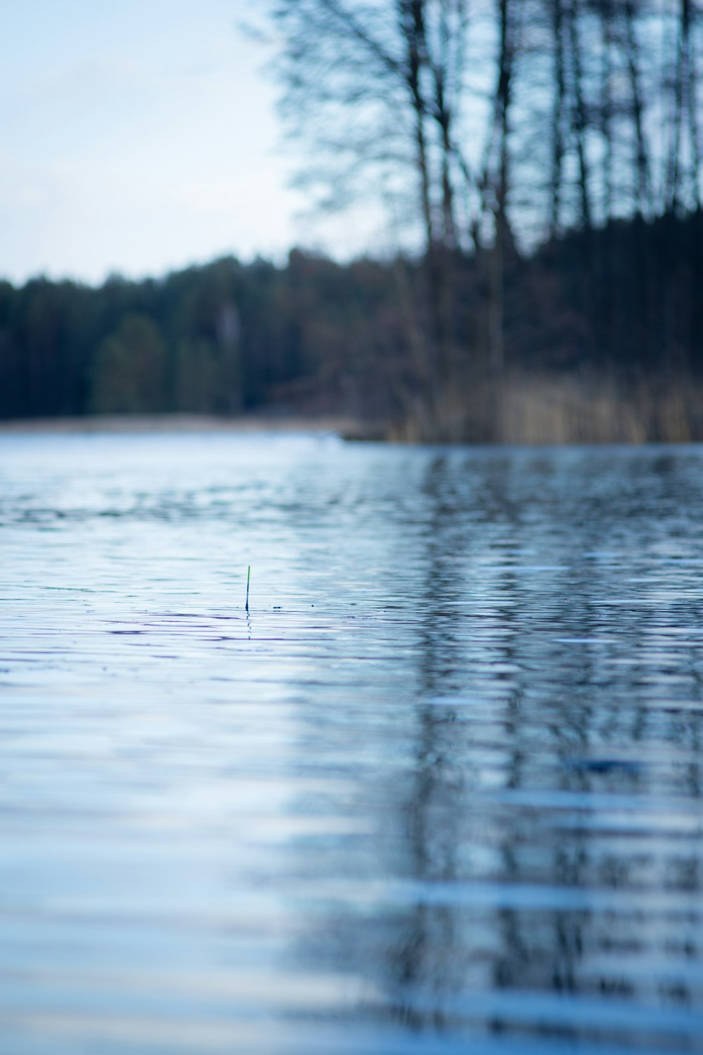 a body of water with trees around it