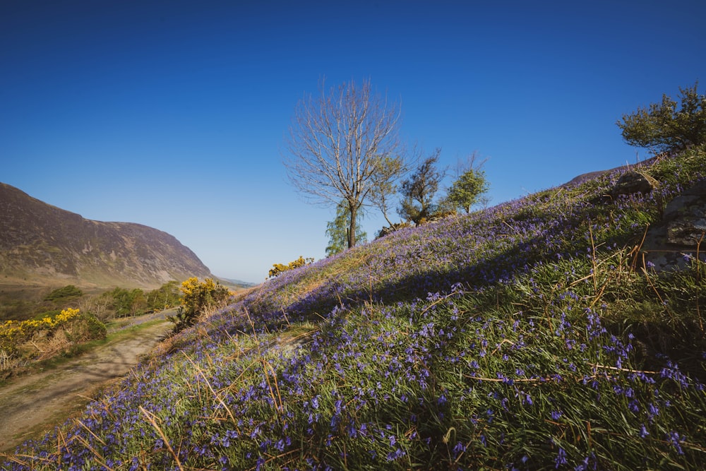 a field of flowers and trees