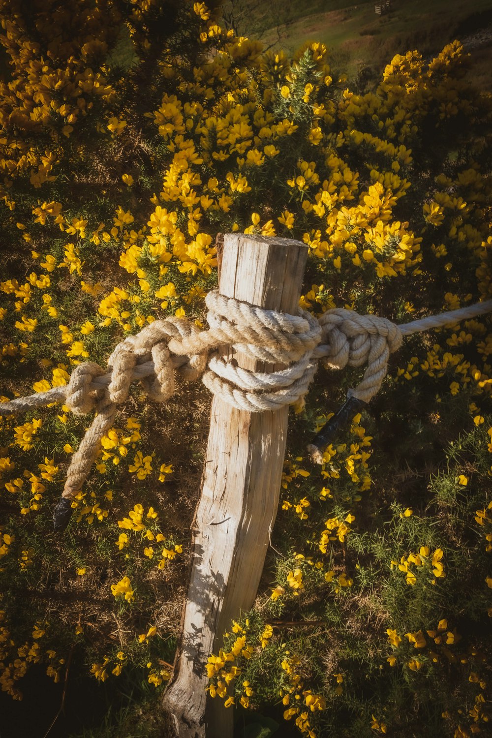 un ceppo d'albero con fiori gialli