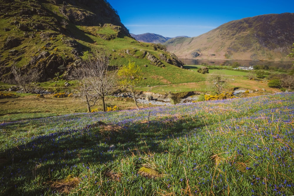 a field of flowers with mountains in the background