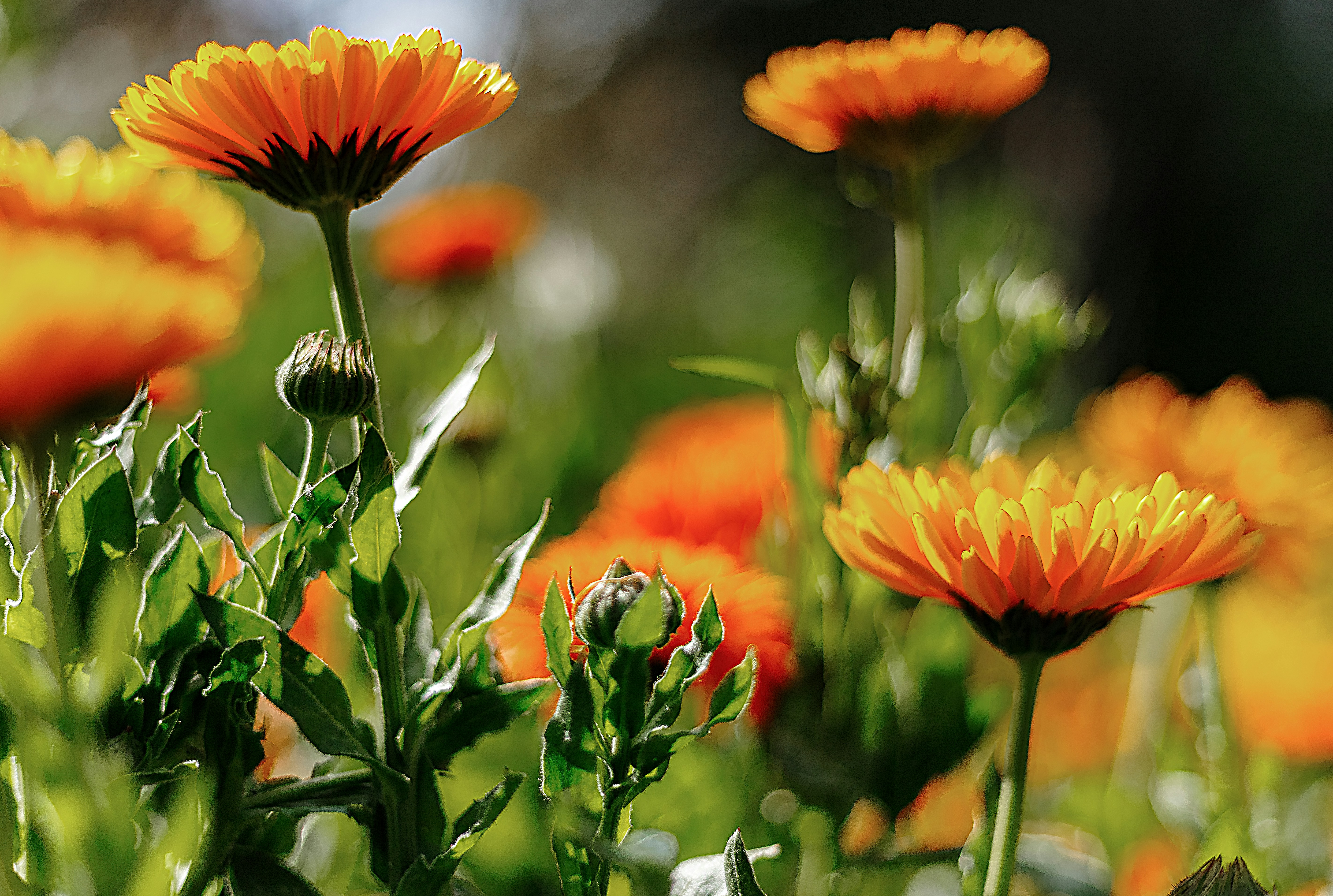 Photo by arizonanthony