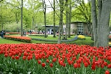 a field of tulips