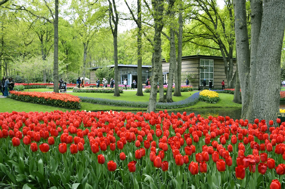 um campo de tulipas