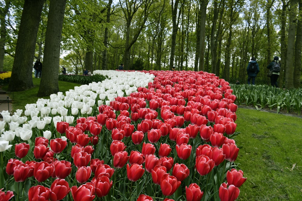 a field of tulips