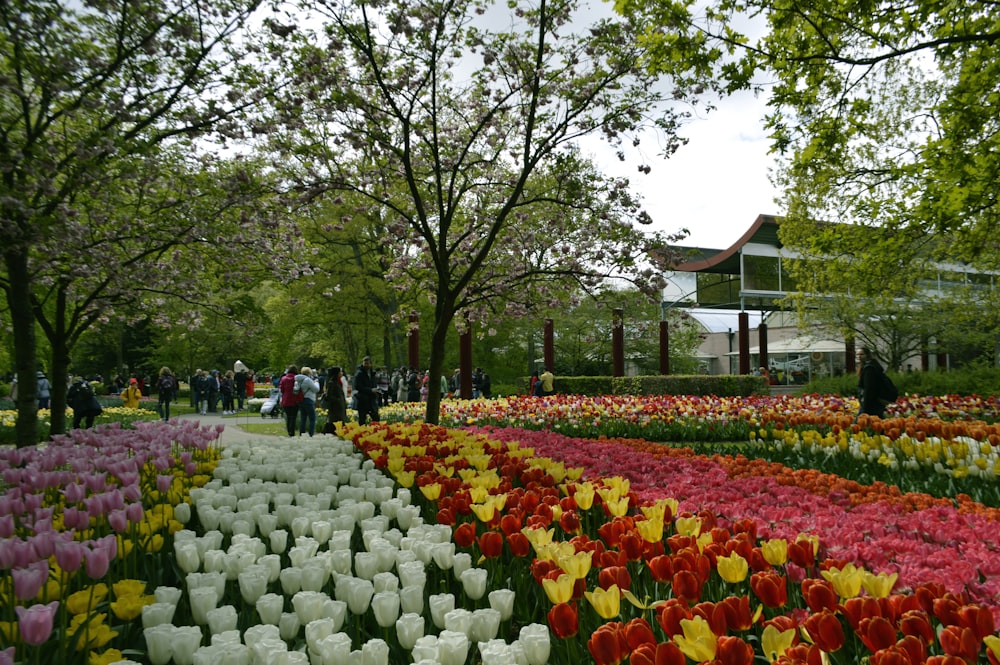 um grande grupo de flores em um jardim