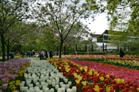 a large group of flowers in a garden