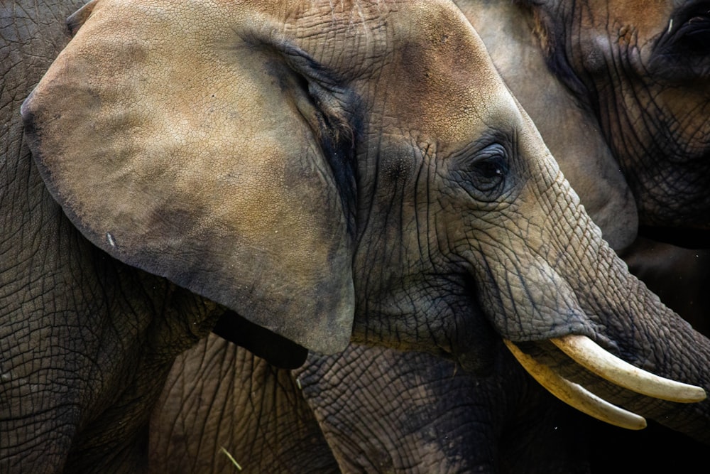 a couple of elephants stand near each other