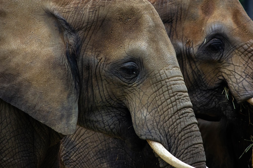 a group of elephants stand next to each other